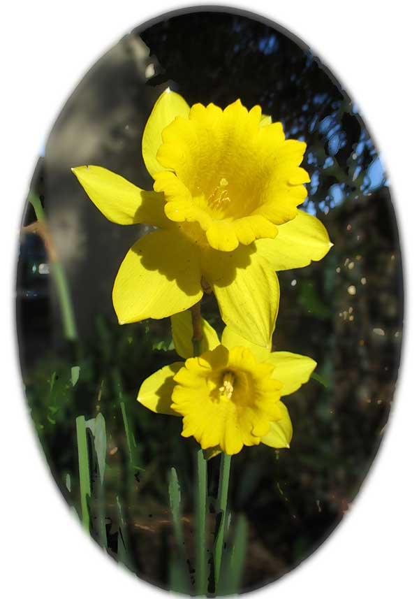 IMG_4205_Daffodil-Oval-W IMG_4205_Daffodil-Oval-W